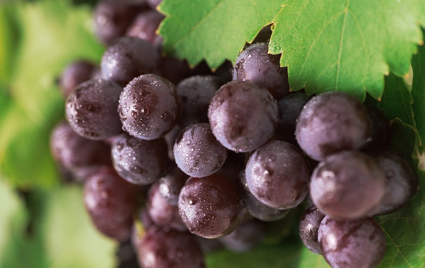 “葡萄美酒夜光杯”，敦煌陽關(guān)葡萄最甜美