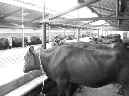 產(chǎn)業(yè)發(fā)展看平?jīng)觥捌經(jīng)黾t?！眽?nèi)開花墻外紅