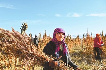 藜麥香飄新家園——天?？h易地扶貧搬遷工作掠影