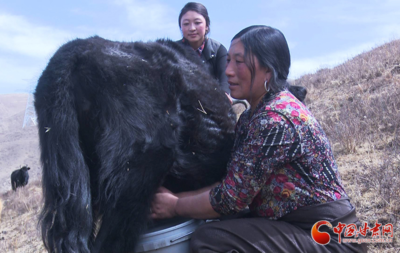 甘肅合作：高原上盛開了一朵美麗的“格?；ā保▓D）