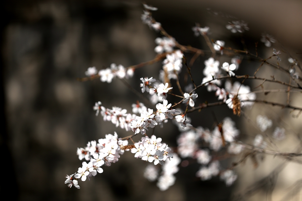 海報(bào)|花開(kāi)隴原，甘肅這些景區(qū)正在復(fù)蘇！