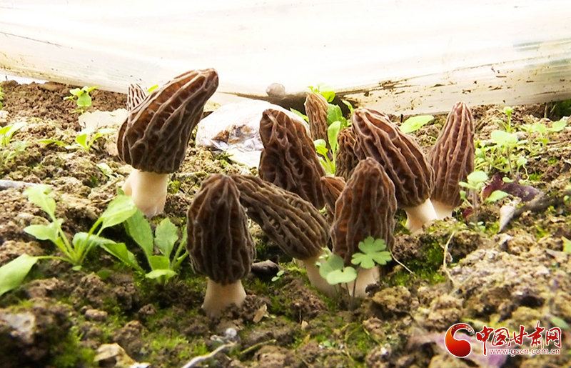 【決戰(zhàn)決勝脫貧攻堅(jiān)】甘肅文縣：羊肚菌大幫手 拓寬農(nóng)戶增收不再愁