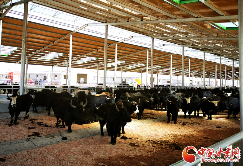 【甘肅省決戰(zhàn)決勝脫貧攻堅】農(nóng)牧結(jié)合養(yǎng)起“脫貧牛” 產(chǎn)業(yè)增效共唱“致富歌”