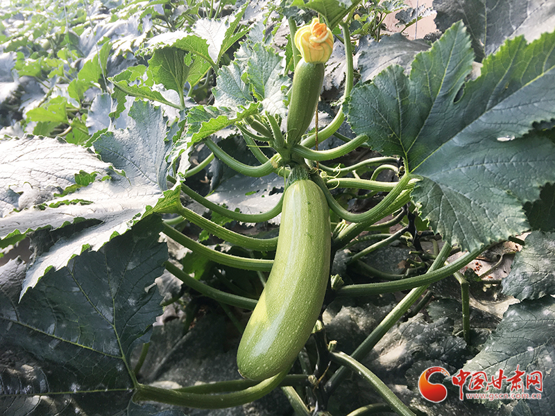 【甘肅省決戰(zhàn)決勝脫貧攻堅】臨夏縣產業(yè)幫扶新路：現代農業(yè)與脫貧攻堅“同頻共振”