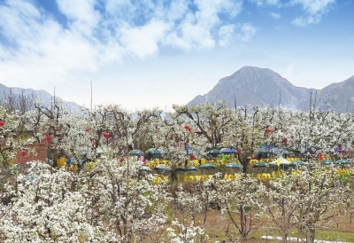 坐著船兒賞梨花 蘭州至什川水上旅游航線(xiàn)開(kāi)通 