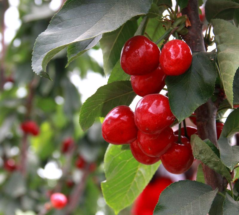 趕緊約起來！民勤紅旗谷櫻桃采摘園開園啦！