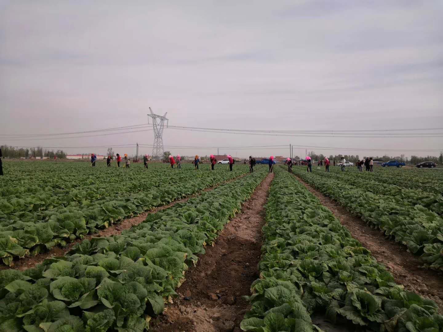 【在習(xí)近平新時(shí)代中國特色社會主義思想指引下 新時(shí)代 新作為 新篇章】讓特色產(chǎn)業(yè)發(fā)展迸發(fā)新活力——金昌聚力打造菜草畜高品質(zhì)現(xiàn)代特色農(nóng)業(yè)示范區(qū)述評