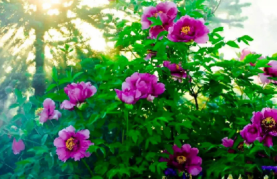 【“甘味”故事】“百花王”駕到！國(guó)色傾城正當(dāng)時(shí)