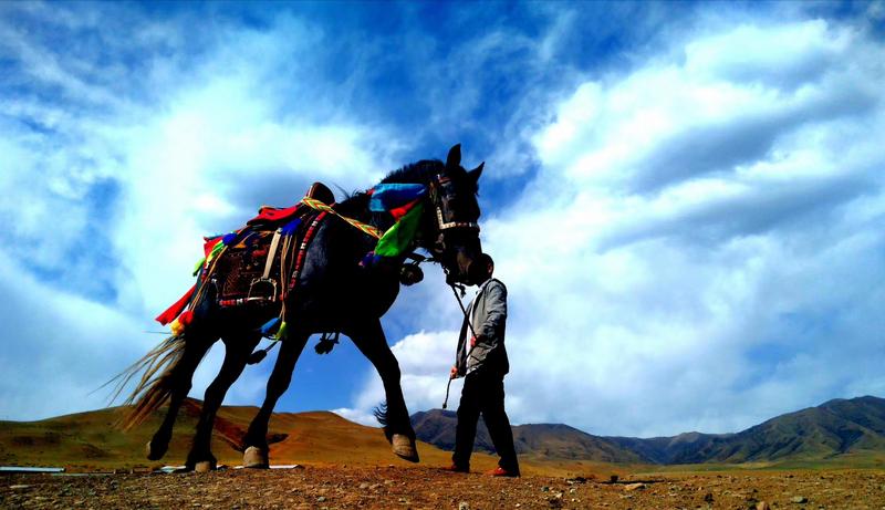 好消息！天祝被命名為“中國高原走馬之鄉(xiāng)”