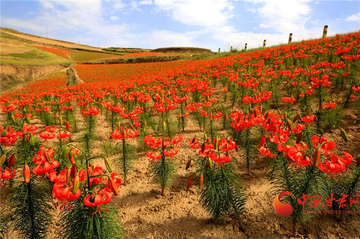 蘭州榆中縣園子岔：百合花開(kāi)紅似海 旱塬變身“聚寶盆”