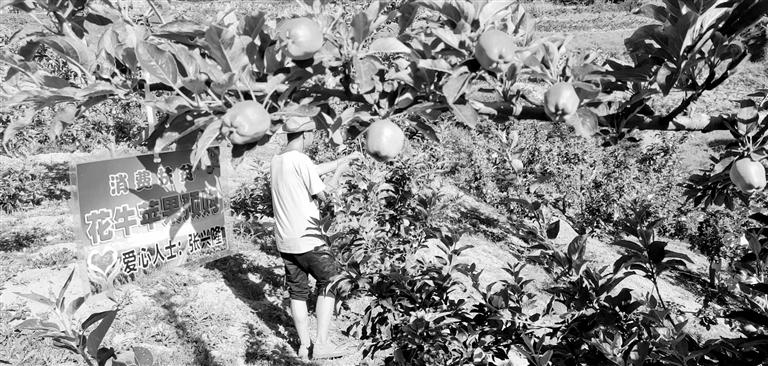 “于堡村果園”開張記——認(rèn)購“一棵樹”，結(jié)出“致富果”