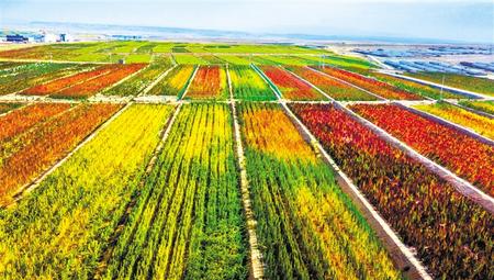 拉開架勢興產(chǎn)業(yè)——武威天?？h發(fā)展特色農(nóng)業(yè)綜述