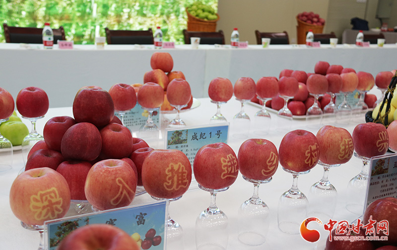 國家蘋果產業(yè)技術體系崗位專家：靈臺蘋果就是好