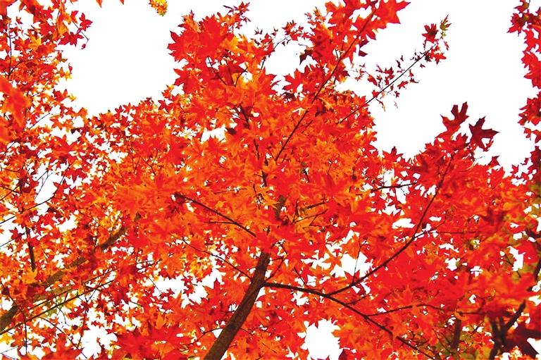 出彩啦！蘭州高校秋景驚艷來襲，快到秋日調(diào)色盤里pick你的母校