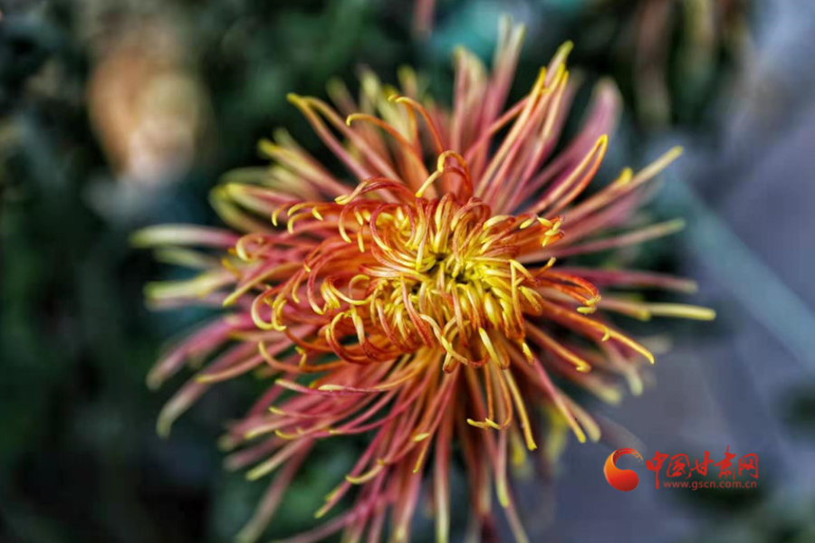 十五年，鍥而不舍終夢圓——寫在蘭州市入選全國文明城市之際