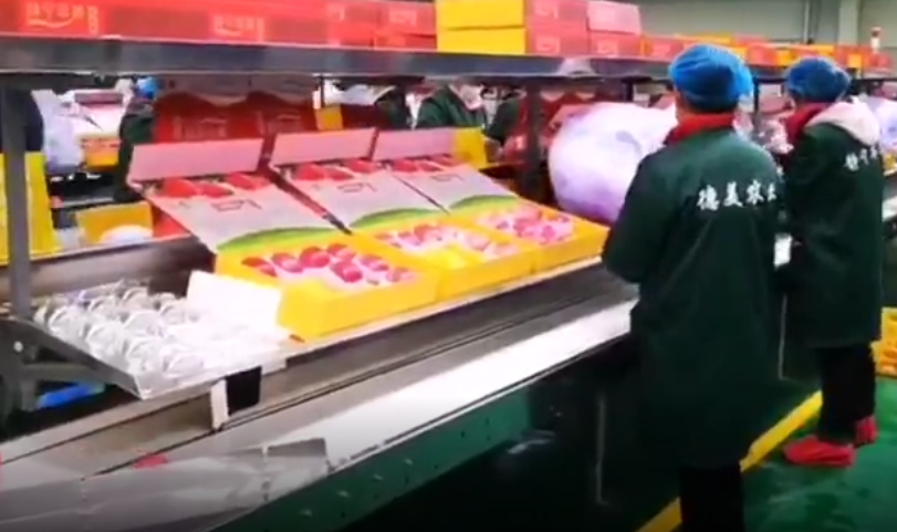 【獨(dú)家視頻】快訊丨甘肅省委副書記、代省長(zhǎng)任振鶴在靜寧縣調(diào)研蘋果產(chǎn)業(yè)發(fā)展