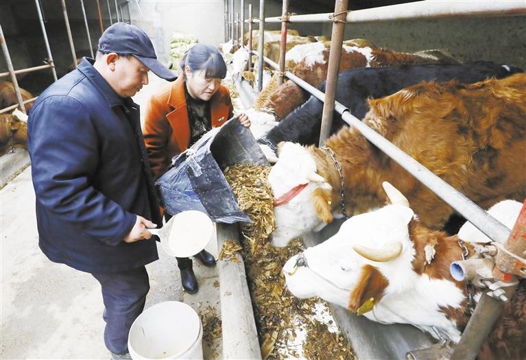 我和我的家鄉(xiāng)丨定西臨洮縣黨家墩村：“?！碑a(chǎn)業(yè)帶來(lái)“?！比兆?>
        </a><em>我和我的家鄉(xiāng)丨定西臨洮縣黨家墩村：“牛”產(chǎn)業(yè)帶來(lái)“?！比兆?/em></li>
    <li><a  target=