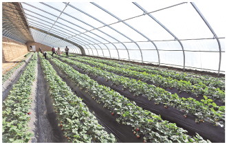 “企業(yè)+農(nóng)戶(hù)”增收致富有模式