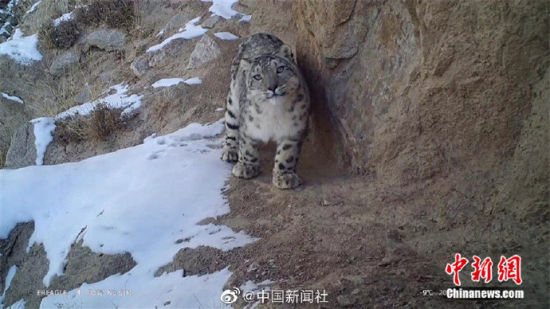 精靈漫步！甘肅阿克塞祁連山深處現(xiàn)雪豹身影