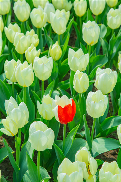 花叢中，別具一格。羅云希 攝