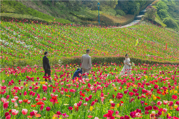 花海間，拍上一組美美的婚紗照。羅云希 攝