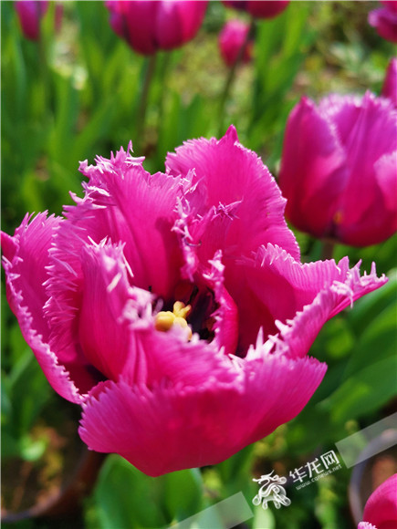 特色郁金香品種，花邊呈鋸齒狀。華龍網(wǎng)—新重慶客戶端記者 舒婷 攝