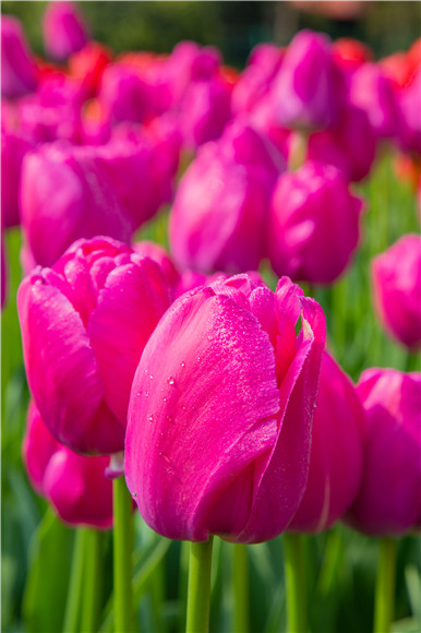 郁金香嬌艷欲滴。羅云希 攝