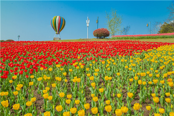 長壽湖郁金香開得正好。羅云希 攝