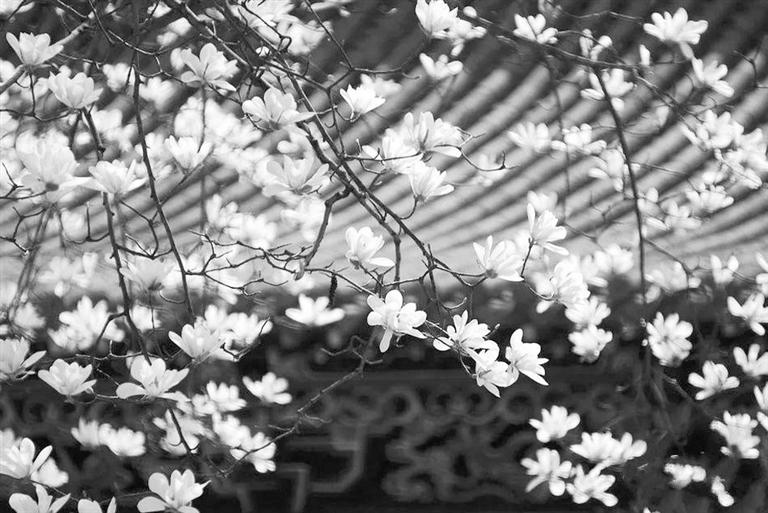 天水雙玉蘭堂，吟杜甫詩 煎泉水茶 賞白石書法