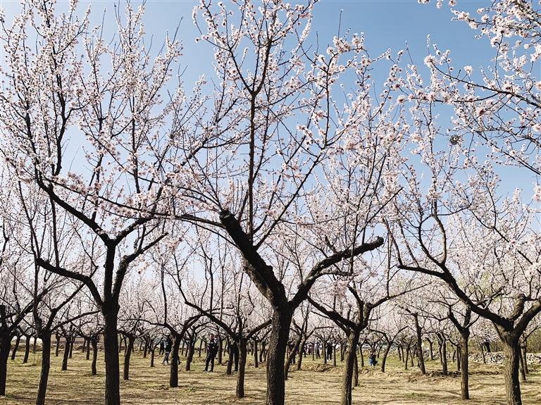 唐汪川的杏花開了！周邊游再添好去處