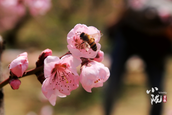【小隴畫報(bào)·113期】最美人間四月天，灼灼桃花映秦安