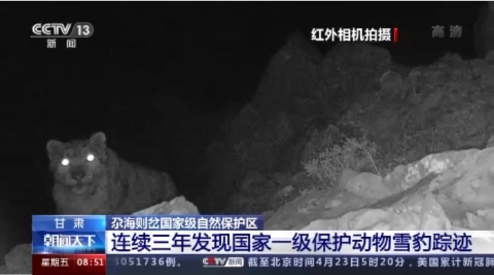“大貓”出沒！甘肅尕海則岔保護(hù)區(qū)連續(xù)三年發(fā)現(xiàn)雪豹蹤跡