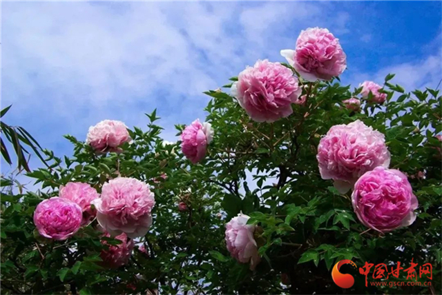 【五一游甘肅】暢游“臨洮縣紫斑牡丹文化旅游節(jié)”，這份攻略請收下！