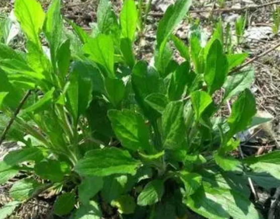 注意！路邊的野菜可不能亂采