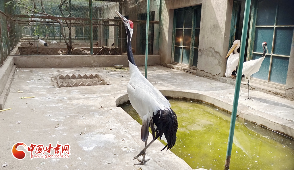 蘭州公安提醒市民：非緊急非必要，不出境