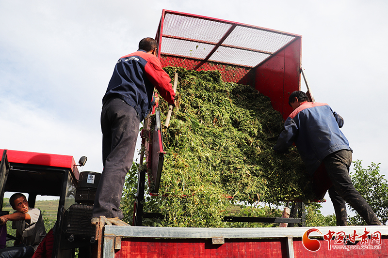 【小康圓夢·看甘肅】平涼靜寧：“糧改飼”帶動種養(yǎng)殖業(yè)走出綠色發(fā)展新路子