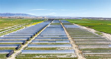 武威天?？h松山鎮(zhèn)德吉新村秀珍菇科技產(chǎn)業(yè)園初具規(guī)模