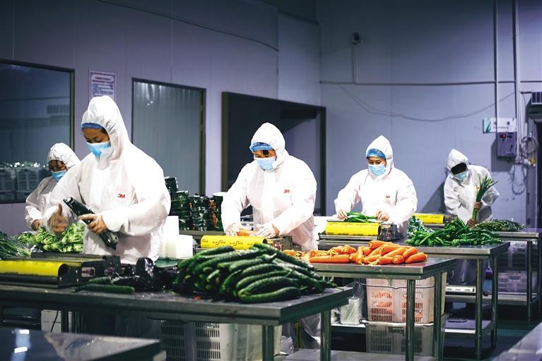 力保蘭州城區(qū)蔬菜供應 榆中縣每天保證凈菜出庫品類達20余種數量超30噸