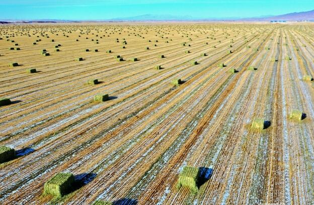 【“飛閱”中國】瞰！山丹馬場撒“青豆”
