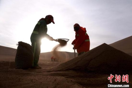 圖為“駱駝保姆”用土方法清理駝糞?！垥粤?攝