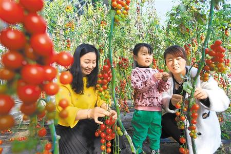 酒泉市肅州區(qū)東洞戈壁產(chǎn)業(yè)園里的圣女果、人參果陸續(xù)成熟上市