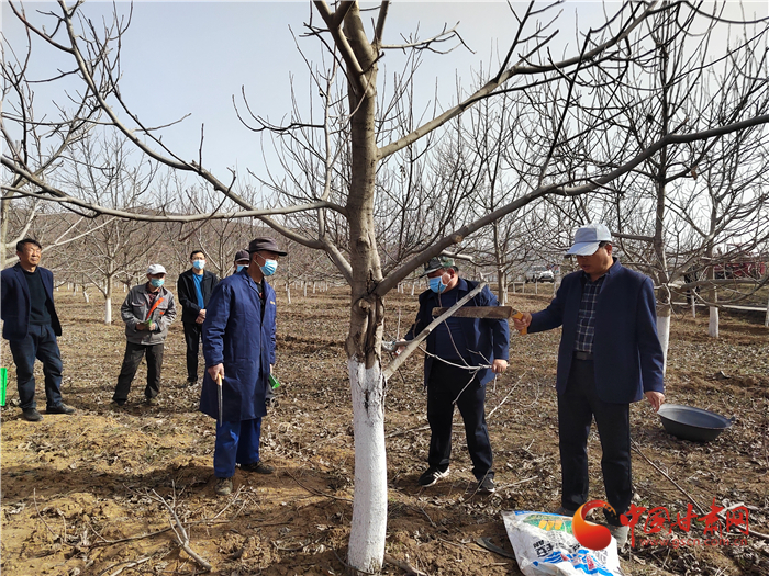 【甘快看】平涼華亭市：核桃管護培訓為群眾釋疑解難