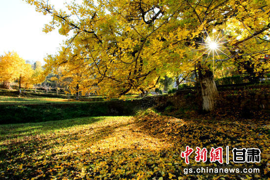 隴南徽縣銀杏樹最美的時候，當(dāng)屬每年的10月至11月。圖為樹葉已染黃的銀杏樹。張承榮 攝