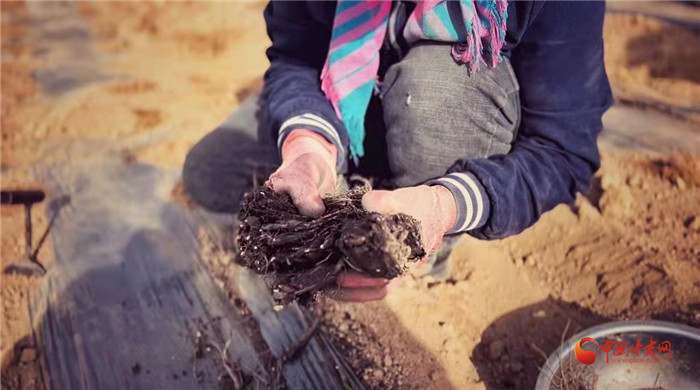 【隴拍客】好消息！榆中縣馬坡鄉(xiāng)在高海拔的馬銜山山麓種植1500畝當歸