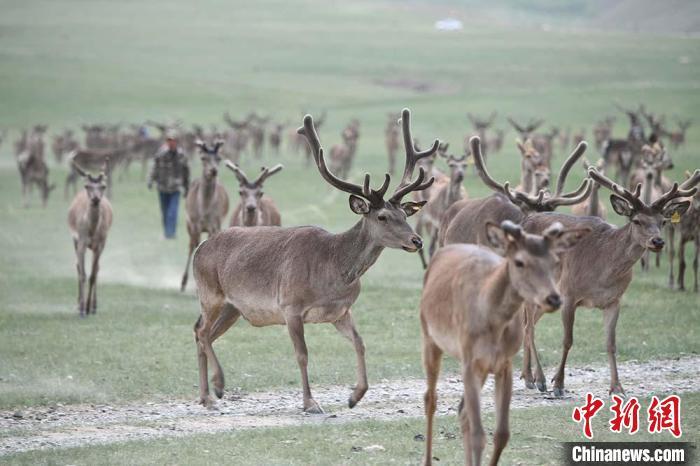 圖為肅南縣馬鹿養(yǎng)殖場內(nèi)的鹿群?！钇G敏 攝