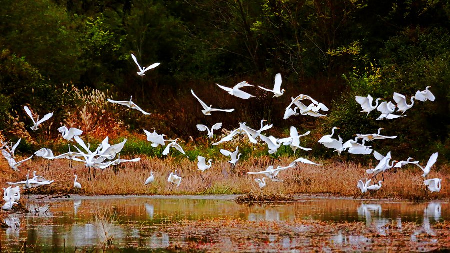 白鷺翩躚舞初冬。吳康軍攝