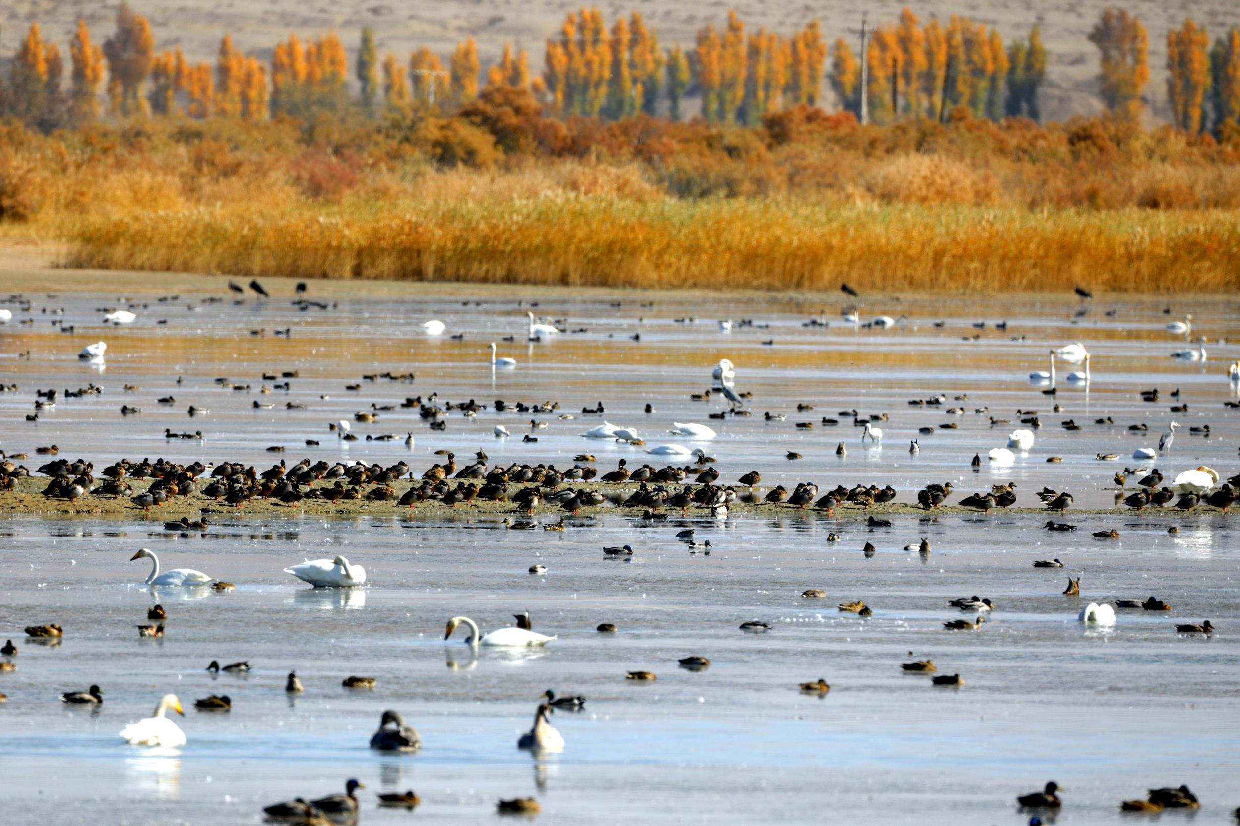 天鵝飛抵高臺縣黑河濕地嬉戲覓食、棲息越冬。尹昭霞攝