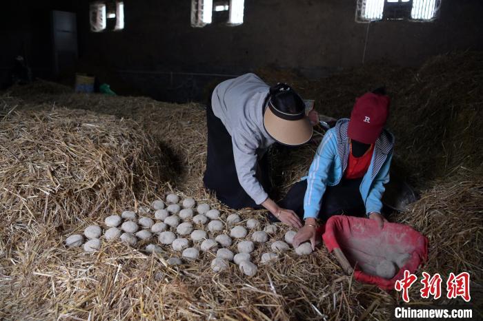 酒曲成型之后入曲房，入室之前要灑水，再鋪青稞草，防止曲塊的水分被吸走，曲房?jī)?nèi)有通風(fēng)道、窗戶、暖氣、電熱爐等各種控制曲房溫度的設(shè)備。圖為5月10日，工作人員將成型的曲塊搬運(yùn)到曲房。九美旦增　攝