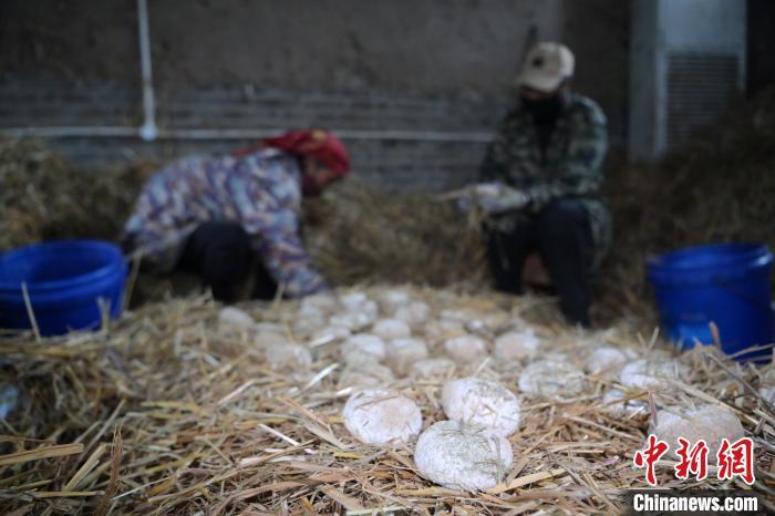 酒曲從曲坯入房培養(yǎng)到培養(yǎng)結(jié)束，整個(gè)培養(yǎng)周期控制在4至8天，曲坯的要求光滑，軟硬適宜，手按曲坯不松散，結(jié)實(shí)，薄厚一致。圖為5月10日，工作人員準(zhǔn)備將培養(yǎng)好的曲坯拿到外面晾曬。九美旦增　攝