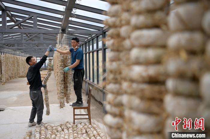 圖為5月10日，工作人員將用青稞面和青稞草等制成的曲坯用繩子串起來(lái)晾曬。九美旦增　攝